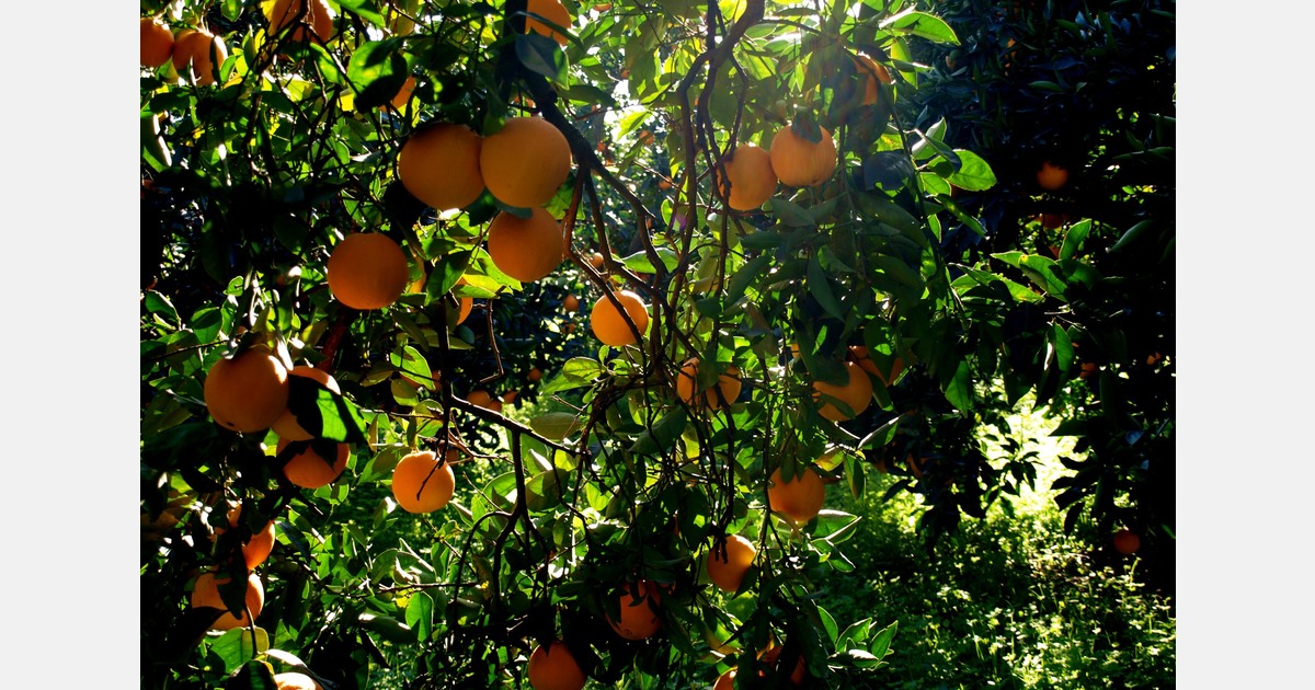 Dutch wholesaler focuses on quality with tree-ripened Greek oranges