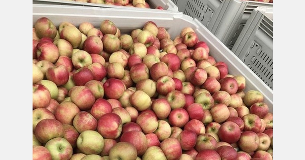 Robust return to exports for East Coast apples