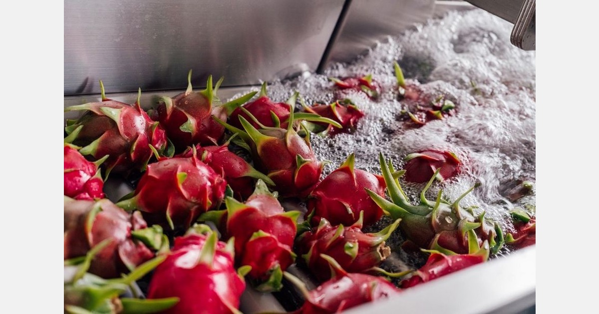 Entering peak dragon fruit season from Ecuador with promotable volumes
