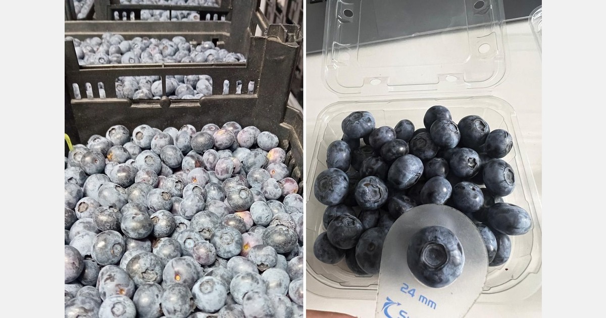 Very limited volumes of Moroccan blueberries entering the U.S.
