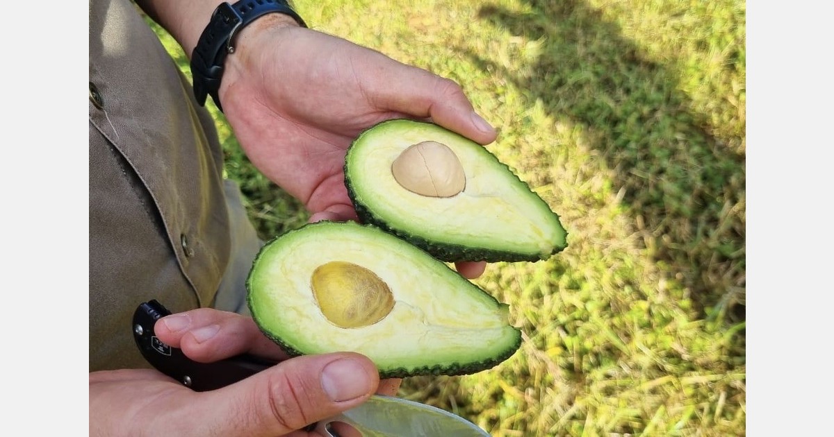 “India could become a significant producer of avocados within the next decade”