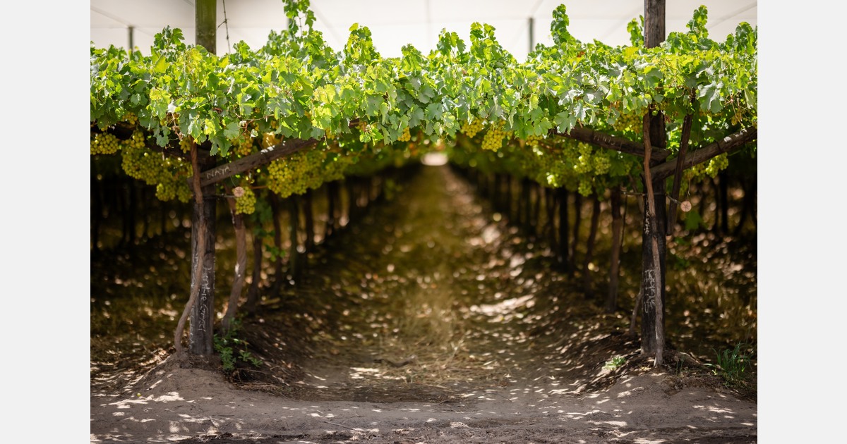 Late Southern European harvest delays start of overseas grape imports