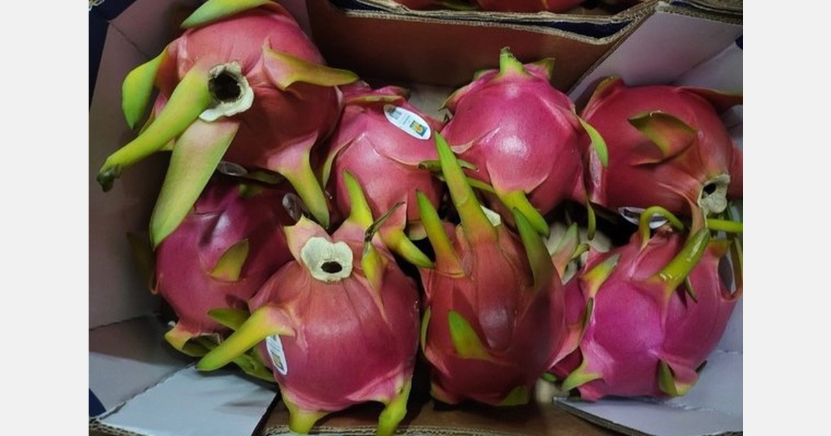 Ecuadorian dragon fruit growers regrouping following low prices