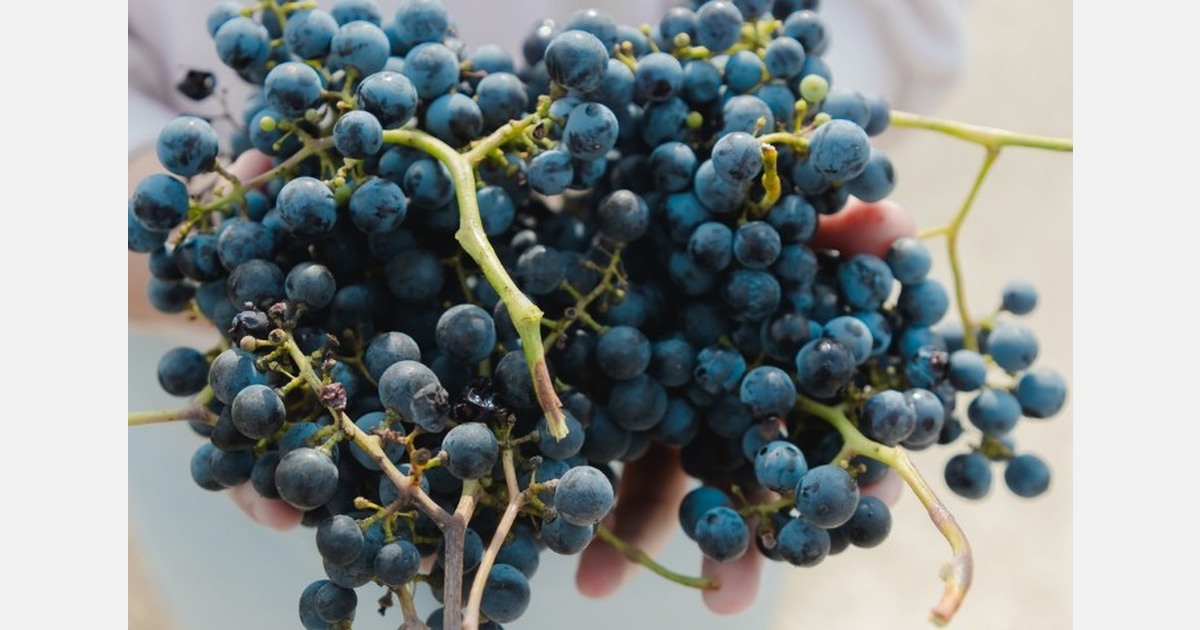 Moldova unveils a new long-term table grape strategy, aims for 60 percent export growth