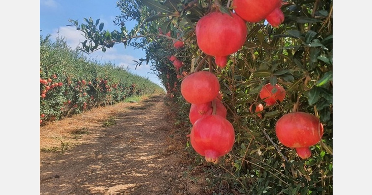 Strengthening the global position of South African pomegranates