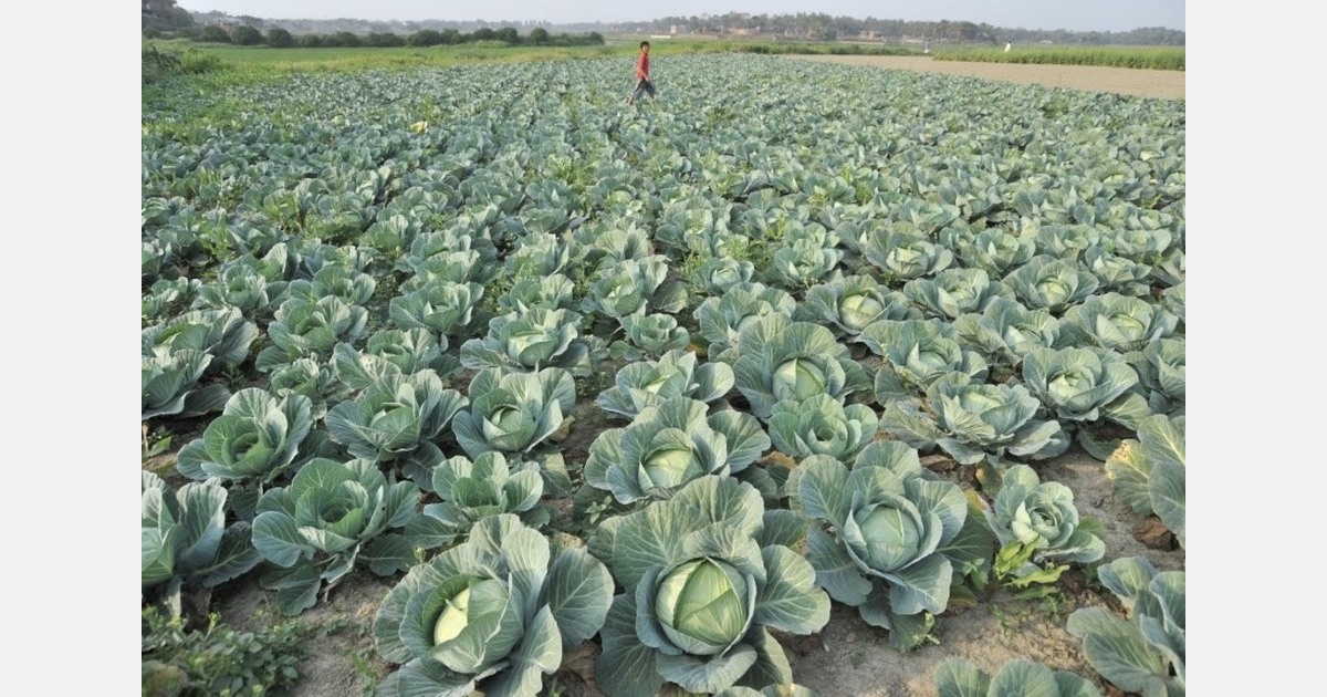 “Promising start for Bangladeshi cabbage exports in peak Rabi season”