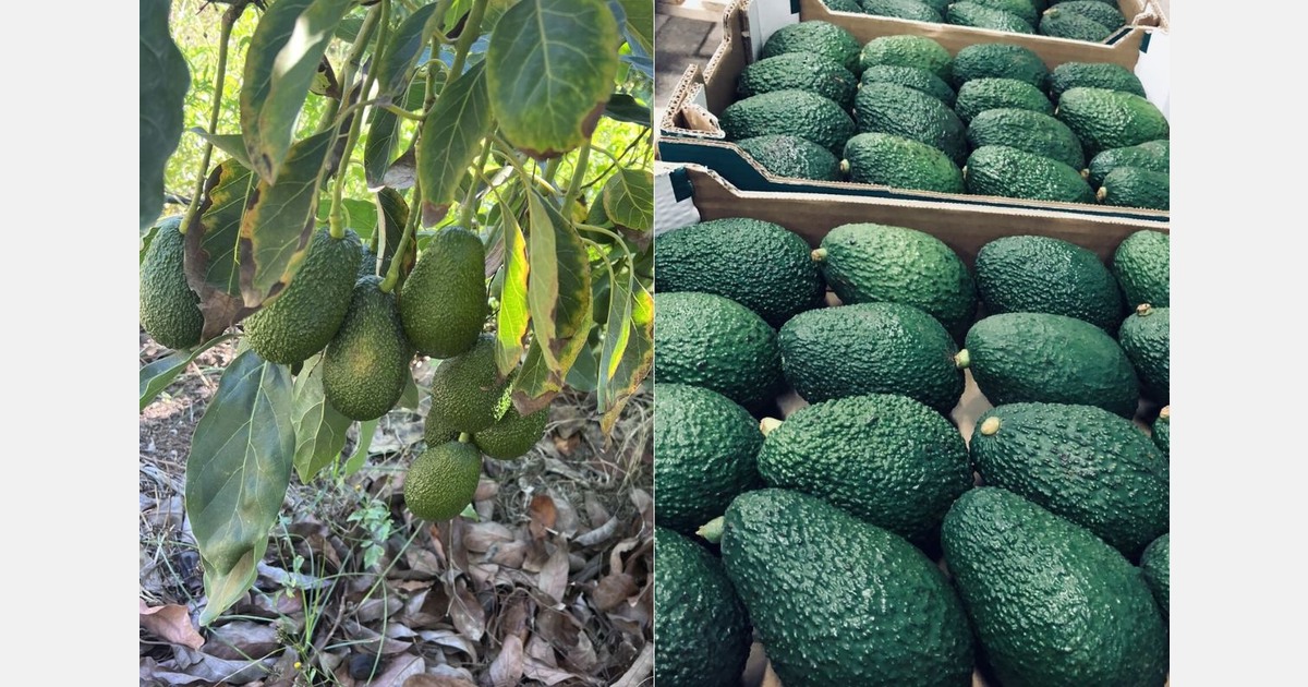 "The current prices of Moroccan avocados are excessive"