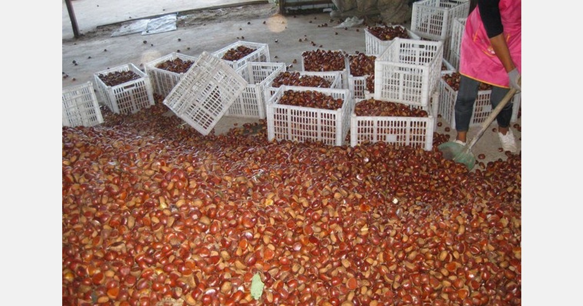 China sees opportunity in production and demand for chestnuts