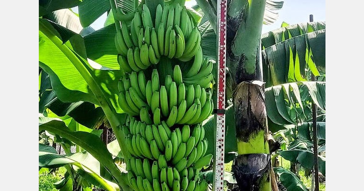 Taiwan develops TC9 banana resistant to Panama disease