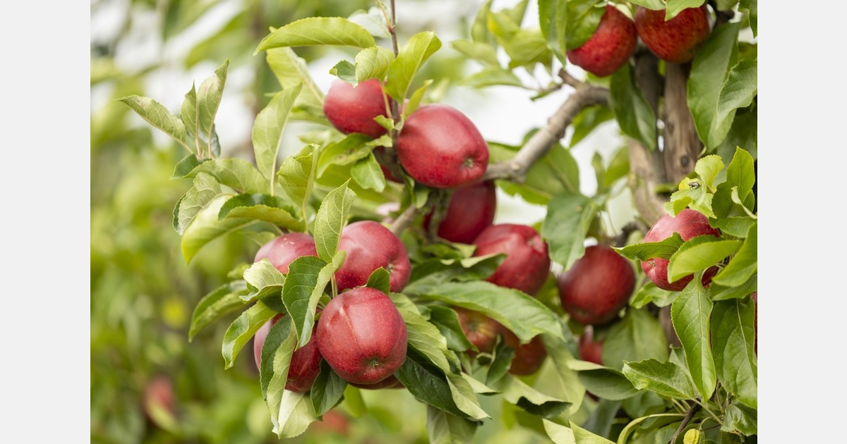 £200,000 funding secured for UK apple orchard research