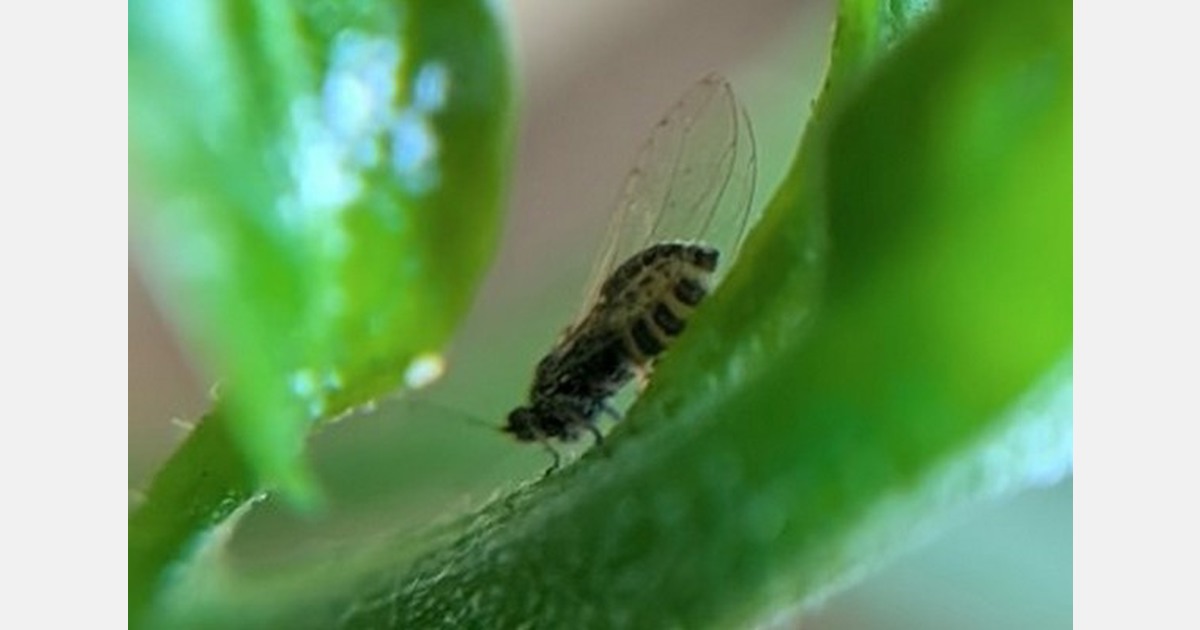 Victoria adds TPP pathway for interstate produce trade