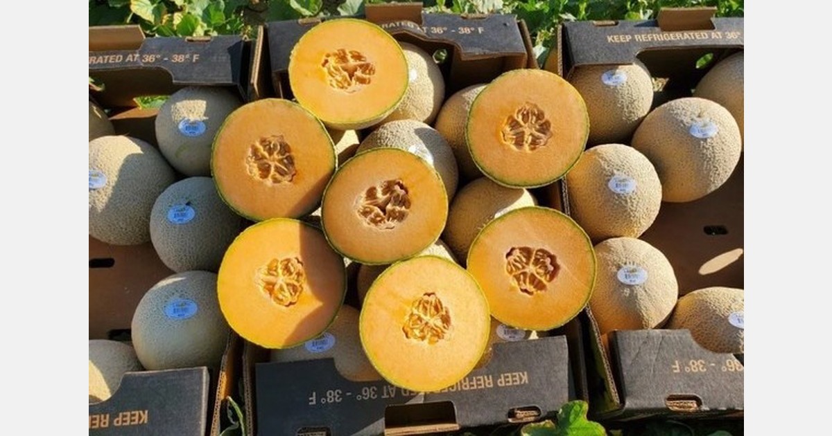 Pricing trending upwards on tighter melon supply