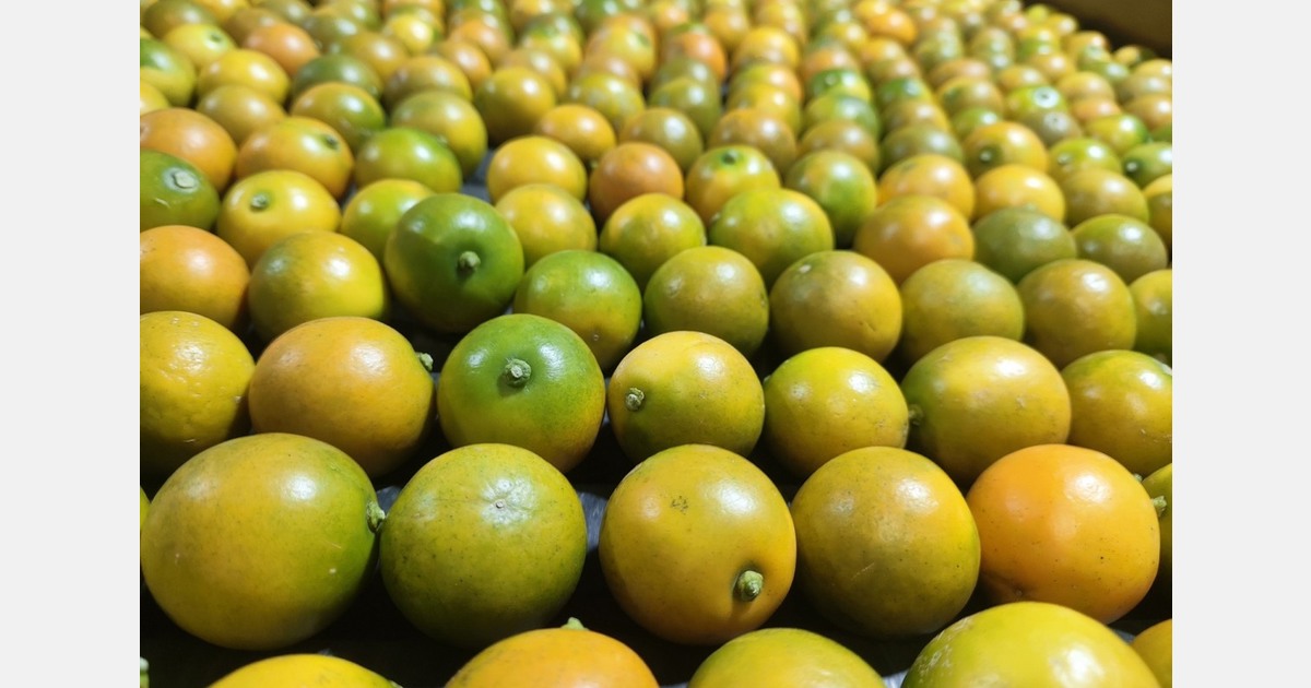 More Chinese kumquats enter the Middle East, diversifying local supply
