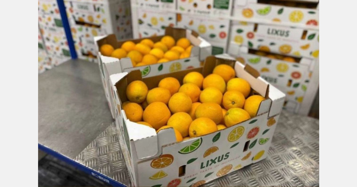Recent rainfall boosts Moroccan orange growers’ morale