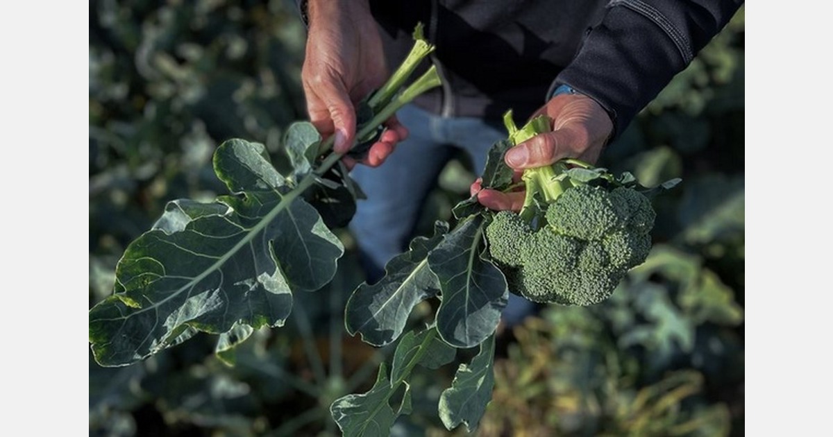 Sweden launches broccoli leaf use to reduce harvest waste