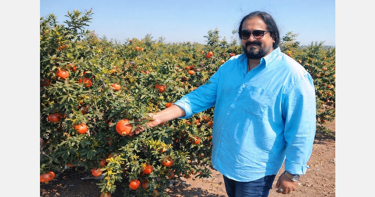 “Switch to sea shipments lifts Indian pomegranate exports by 20%”