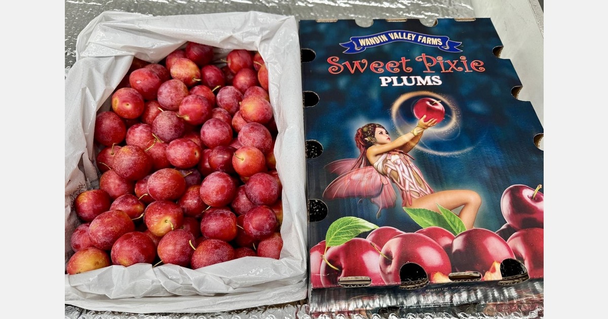 “Australian shipments short on 16-18 count nectarines this season”