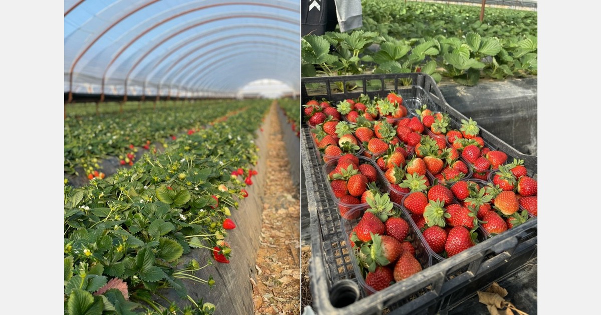Early start for Greek strawberry campaign