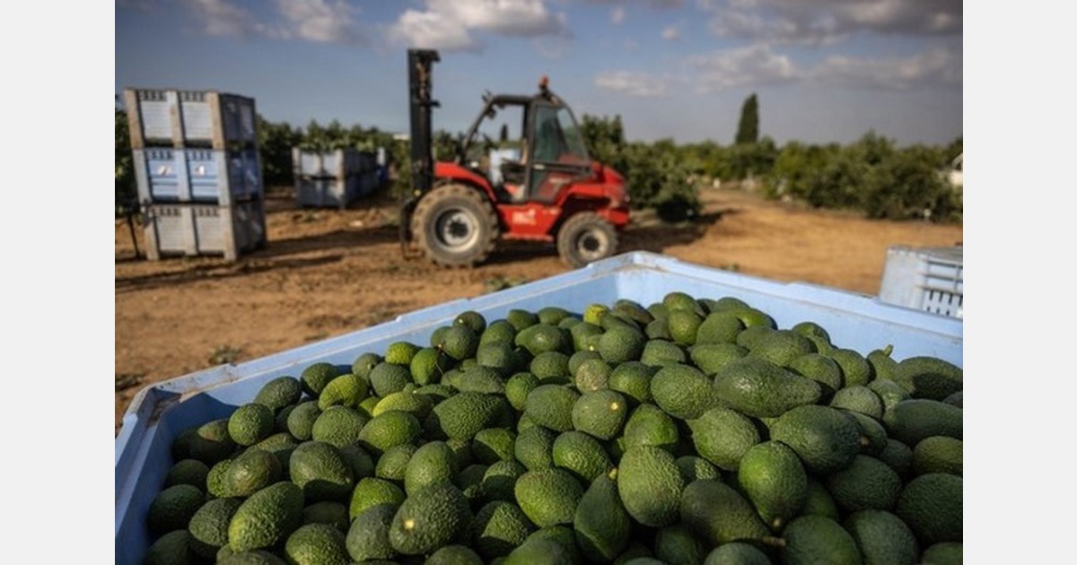 “The avocado is a metaphor for the Israeli spirit”