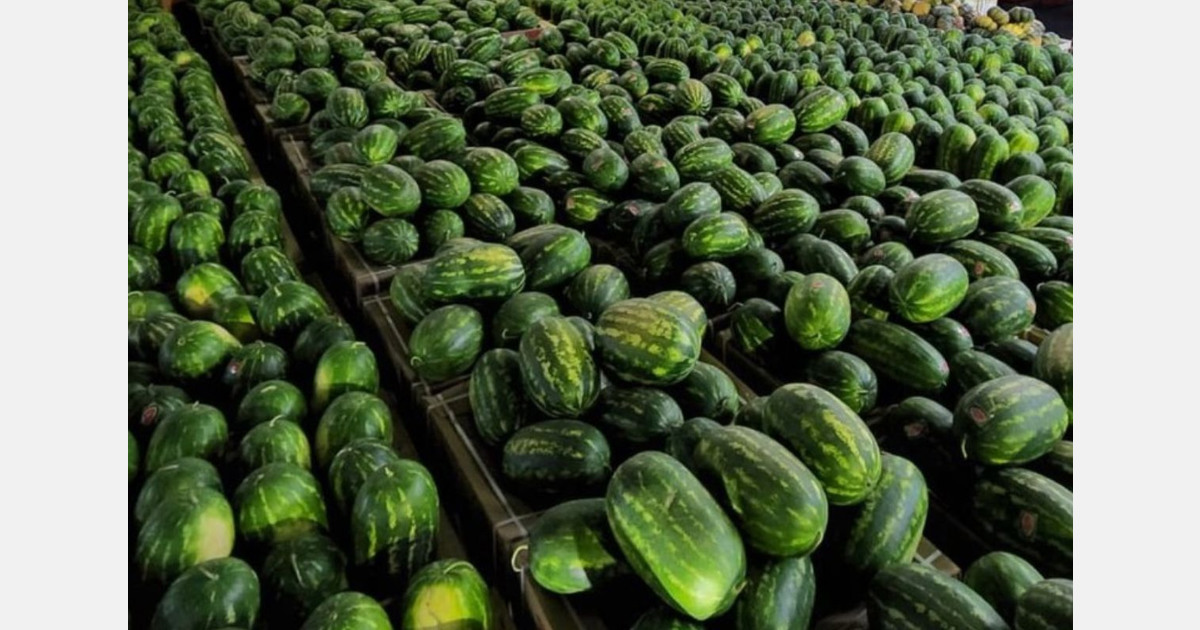 No extra-early watermelons this season in Mauritania