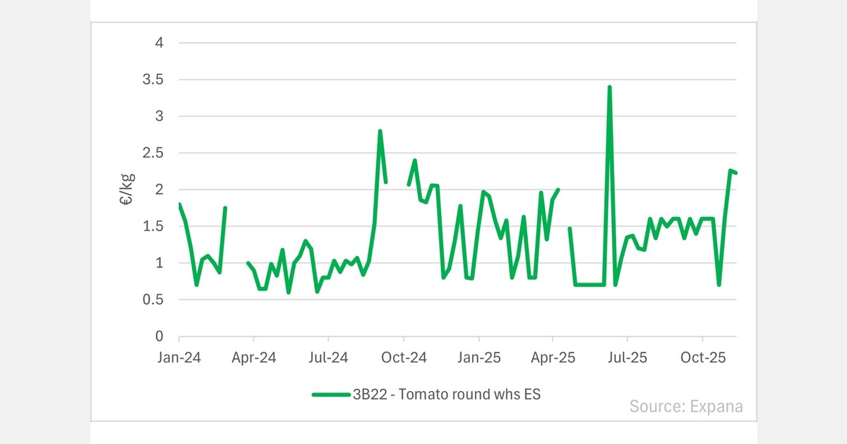 Global processed tomato output down 12% in 2025