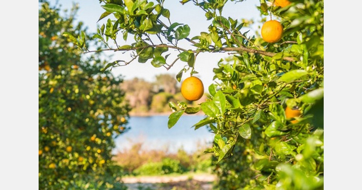 Fresh market pricing better than juice on Florida oranges