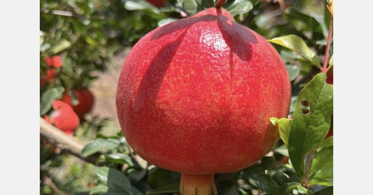 "India shipped pomegranates worth $53 million in first 9 months of 2025-26 season"