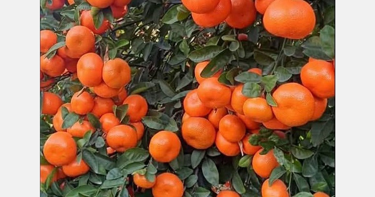 2025 was a record year for Turkish mandarins