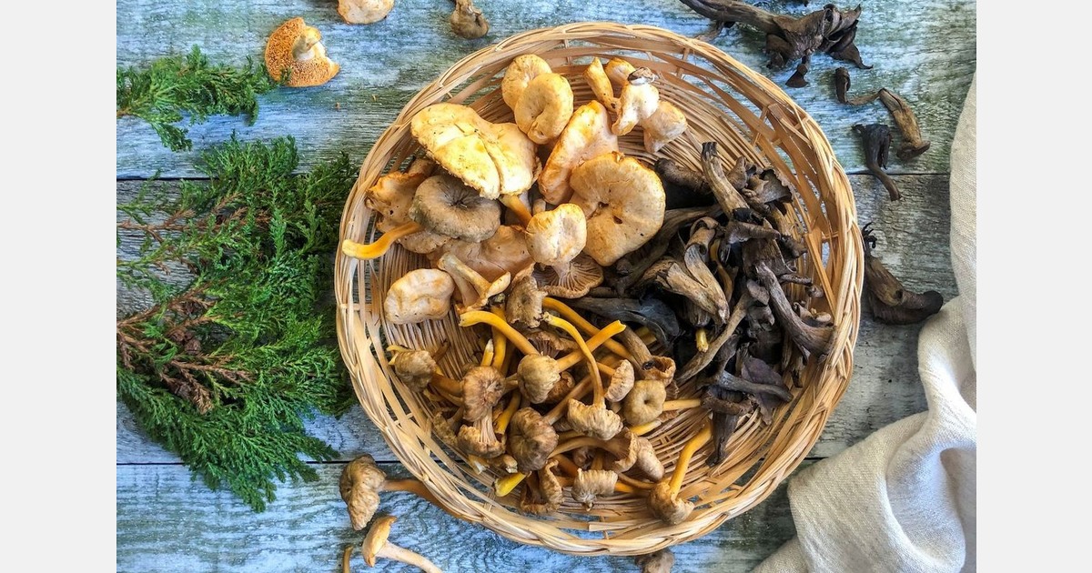 Winter mushrooms in full season now, but production is slow and steady