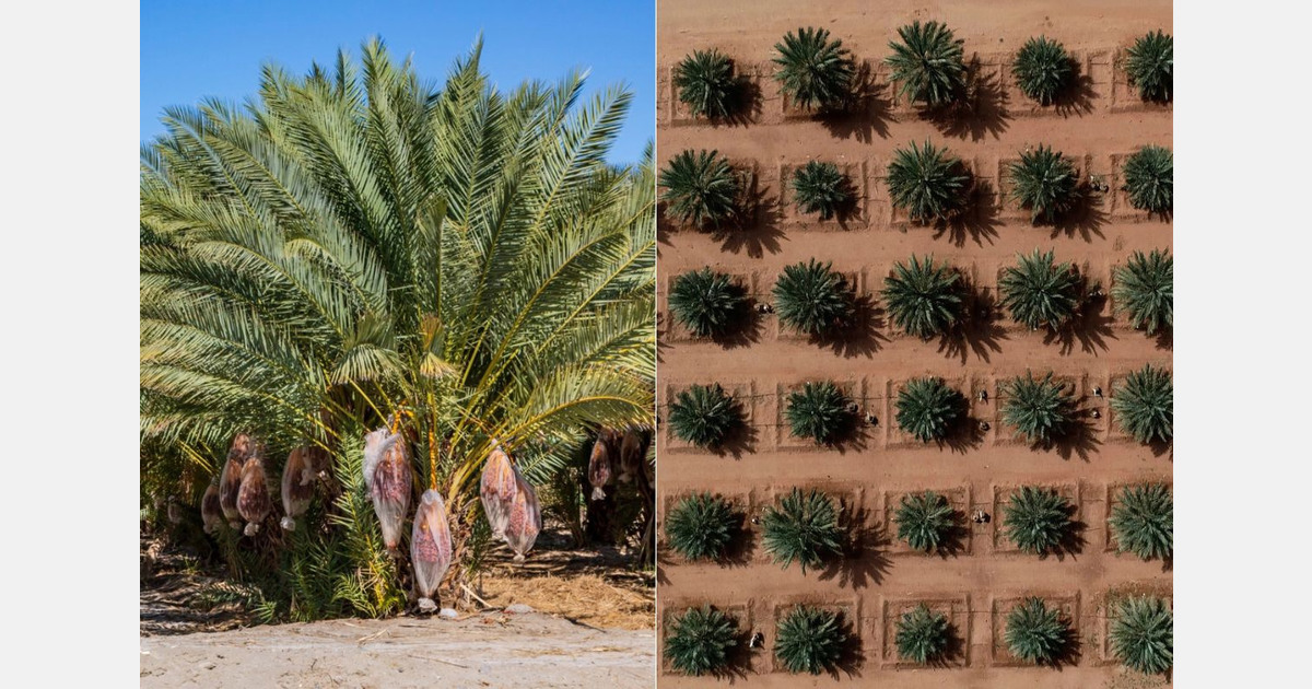 Moroccan organic Majhoul dates ranked “best in the world”
