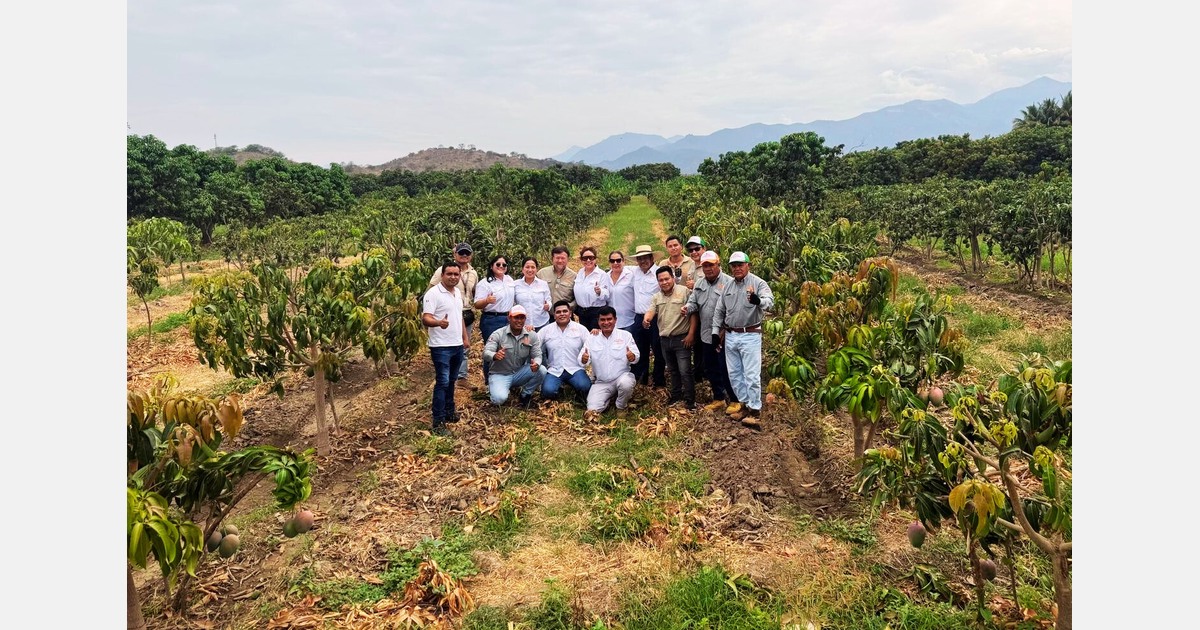 “Airfreight mangoes are three times more expensive than sea freight"