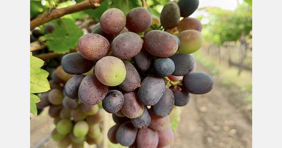 “Newer grape varieties suit India’s shifting climate far better”