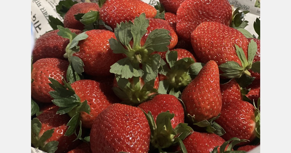 "Strawberry breeders take interest in India but propagation risks stall progress"