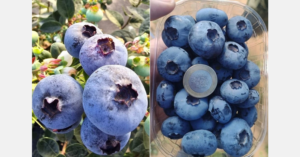 Moroccan blueberries hit the market