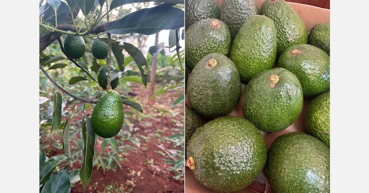 Better availability for upcoming Kenyan avocado export window