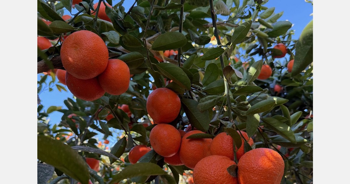 California rains offer opportunities for citrus from Morocco this season