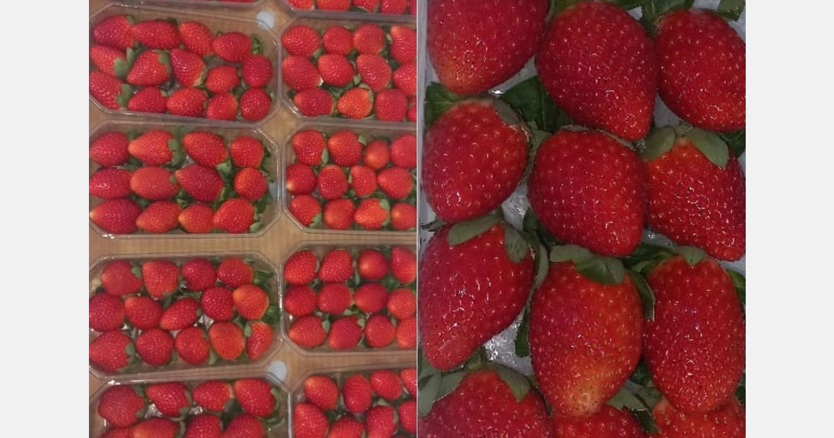 Adverse weather reduces Moroccan strawberry yields