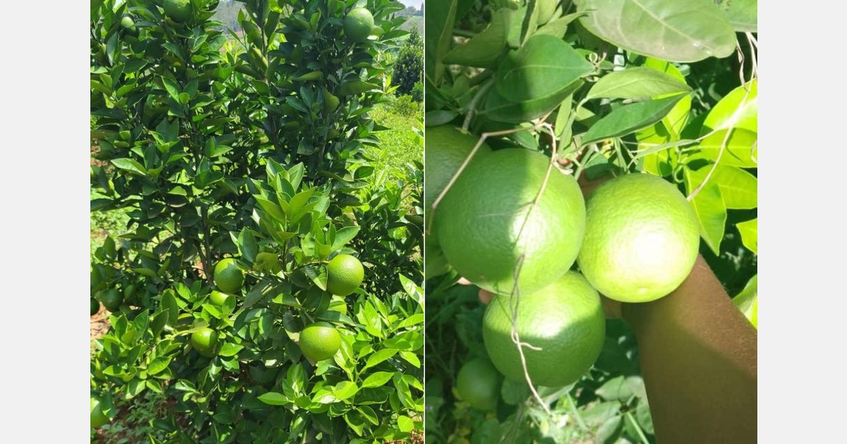 Promising trial for Valencia oranges