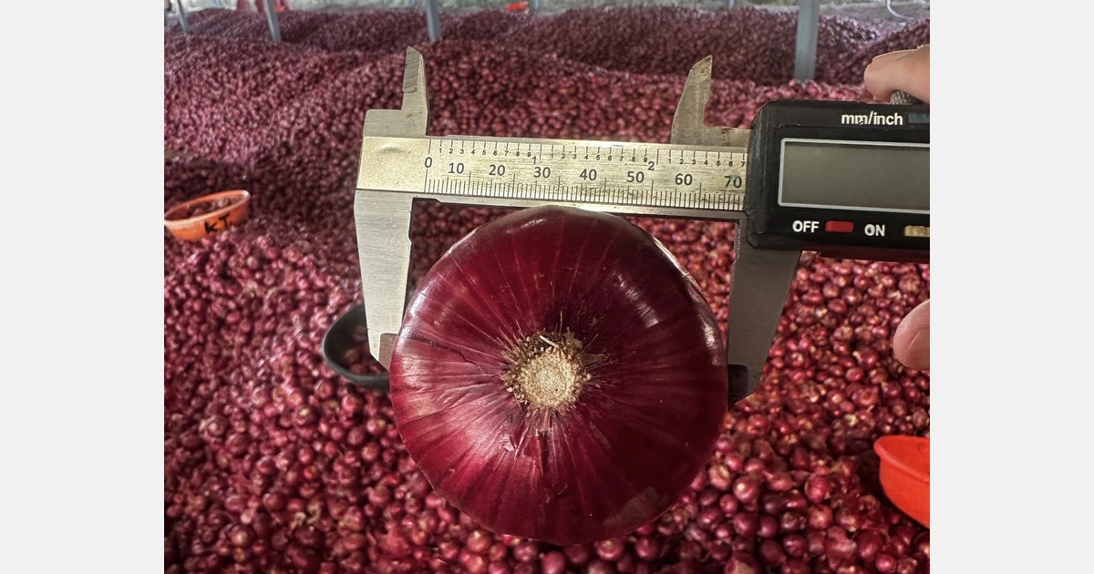 “Turkey, Egypt grab early share as Indian red onion season lags by 45 days”