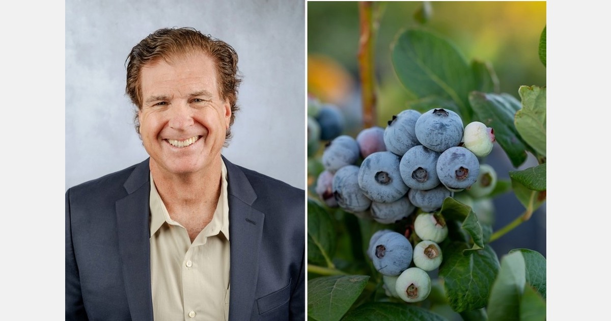Blueberries picking up in volume