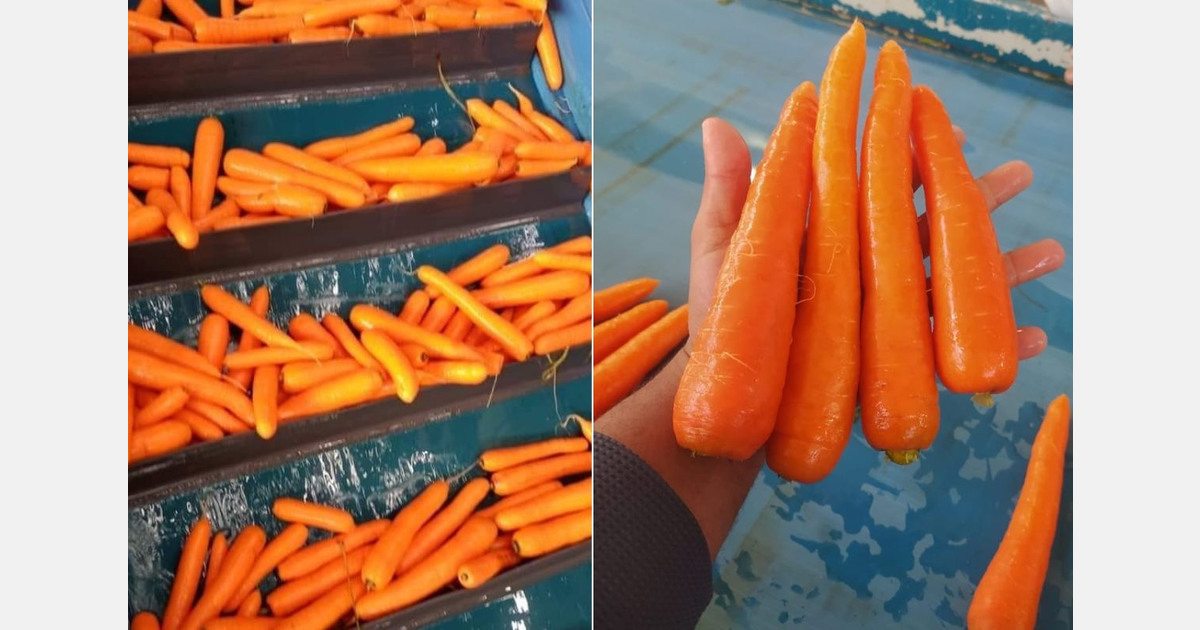 "It seems that European demand for Egyptian carrots is weakening"