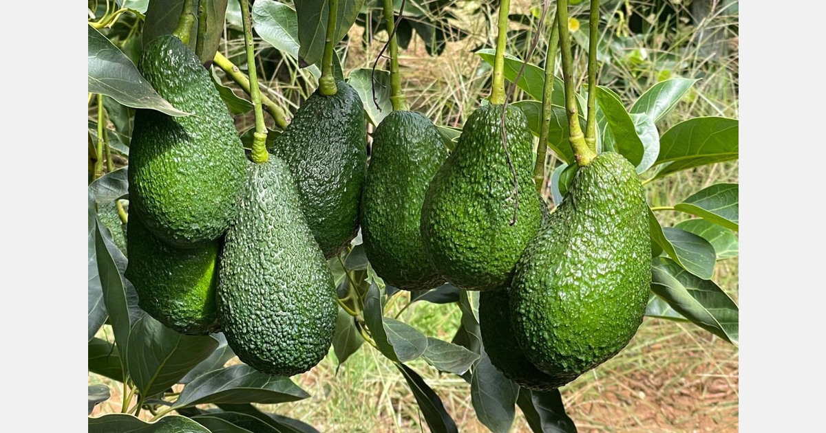 The Moroccan avocado export campaign now in full swing
