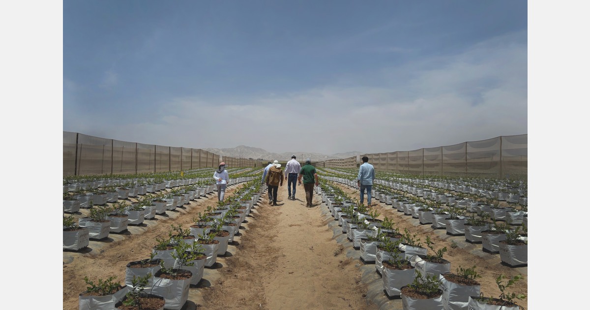 “Expanding blueberry origins helps balance European market supply”