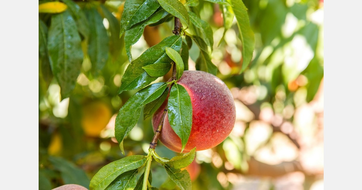 "The stone fruit industry anticipates a more balanced season"