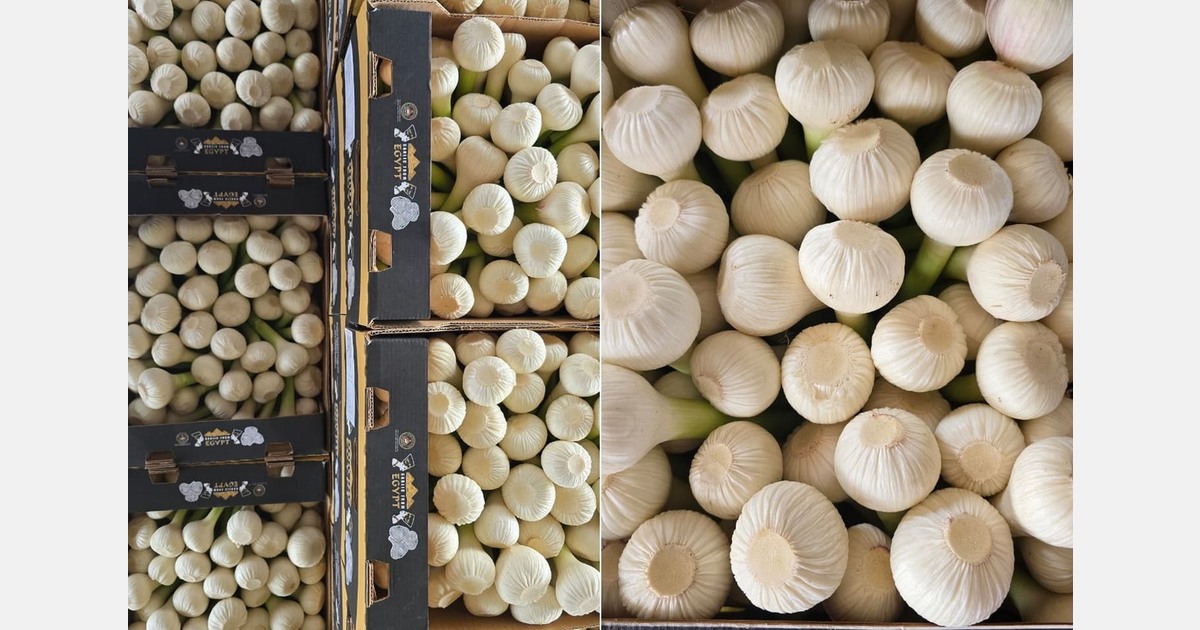 Acreage for Egyptian garlic increases, but yield affected by weather