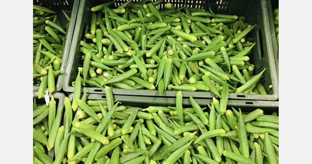 “Newer Indian okra varieties target UK and North America”