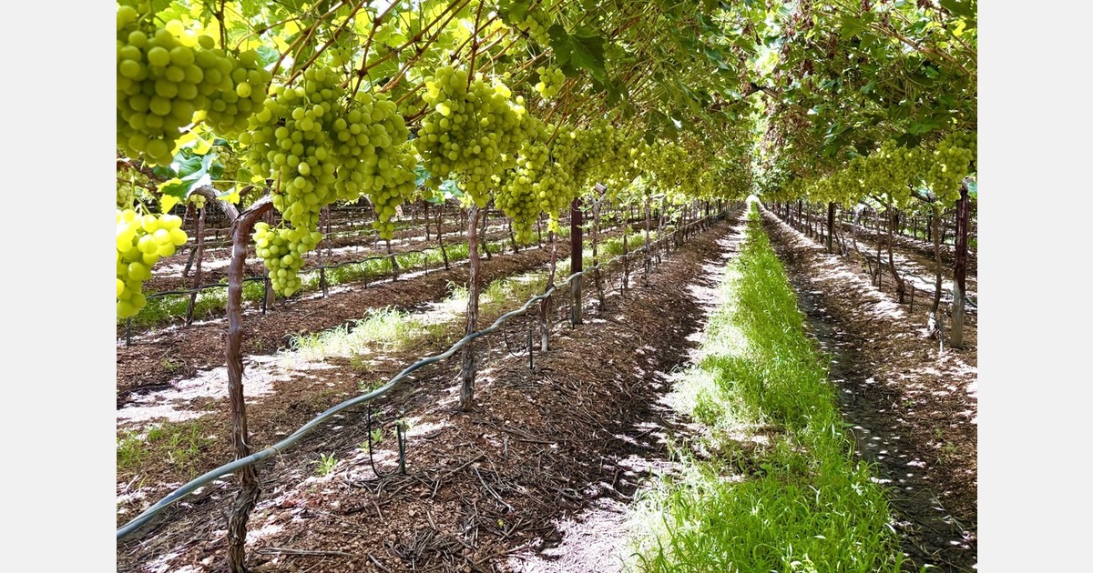 Grape peak expected with quick ripening of later varieties
