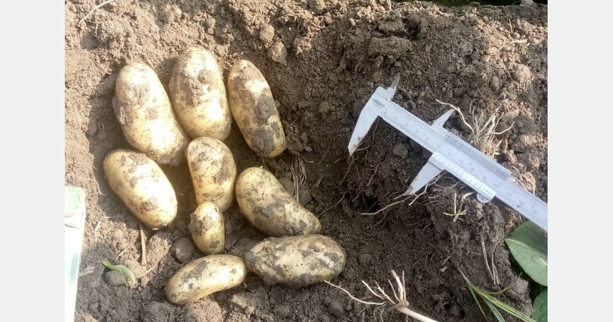 “Pakistan gains in potato yields but loses to border export crisis”