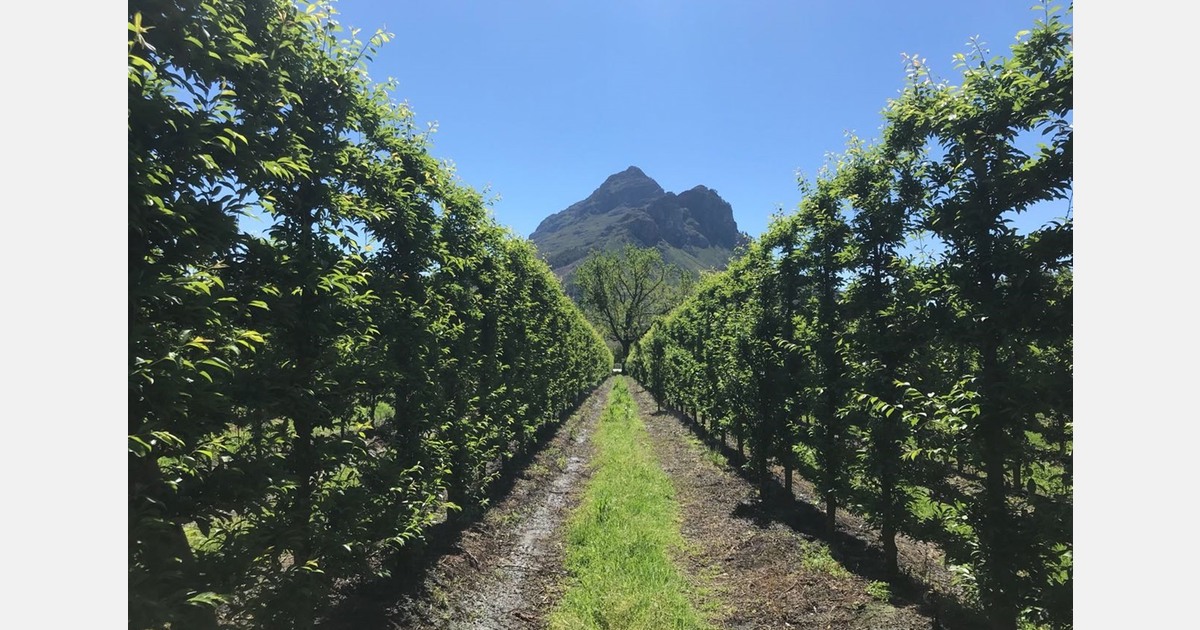 South Africa’s plums and nectarines stand best chance in competitive Chinese market