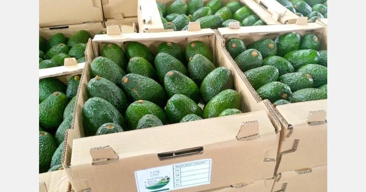 Intercropping, outgrowers, and weekly flights: The operations model behind SOO Agro’s growth